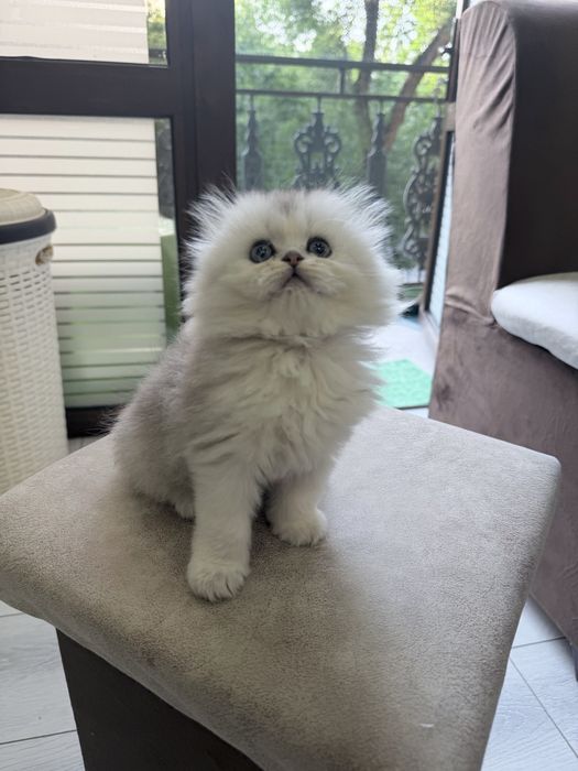 Шотланский Скоттиш Фолд! Серебро Шиншилла!