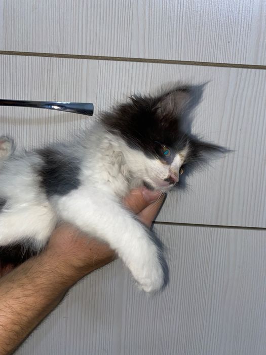 Отдам котят в хорошие руки