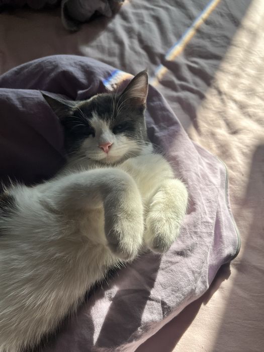 Кошечка в заботливые руки