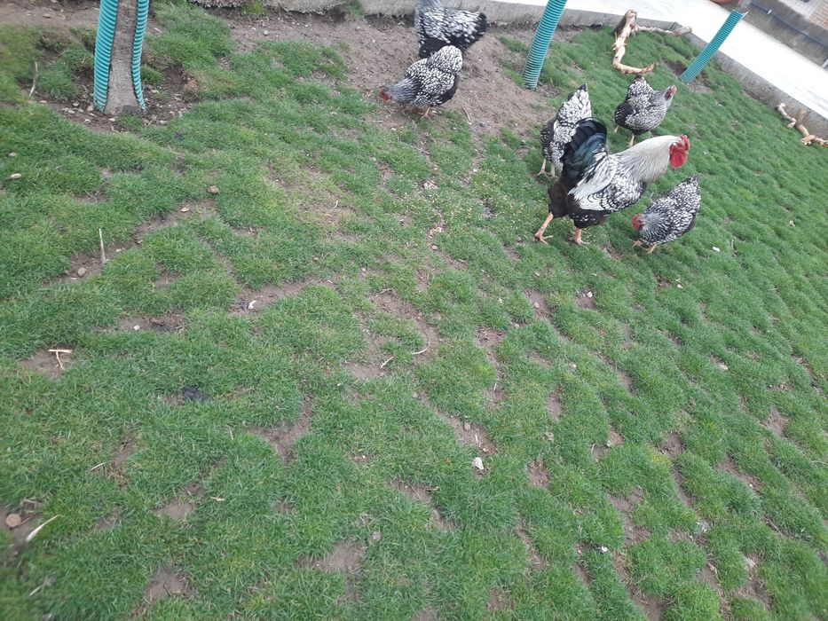 Ouă pentru incubat de la găini wyandotte( găinile nu sunt de vînzare)