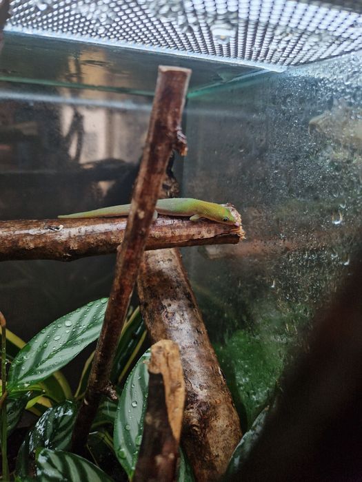 Vand pereche Phelsuma Laticauda