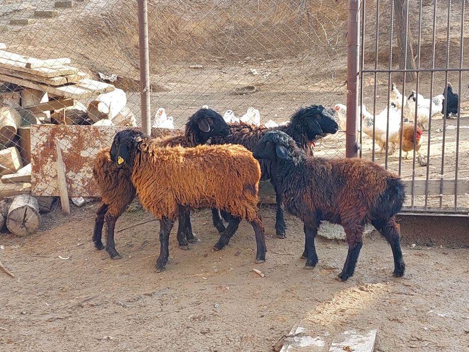 Еркек и ургашы токтылар сатылады