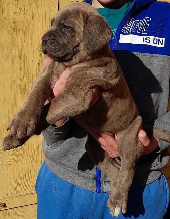 Femela Cane Corso