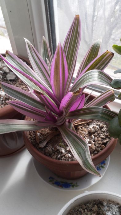 Домашние цветы Санцыверии и т/д.