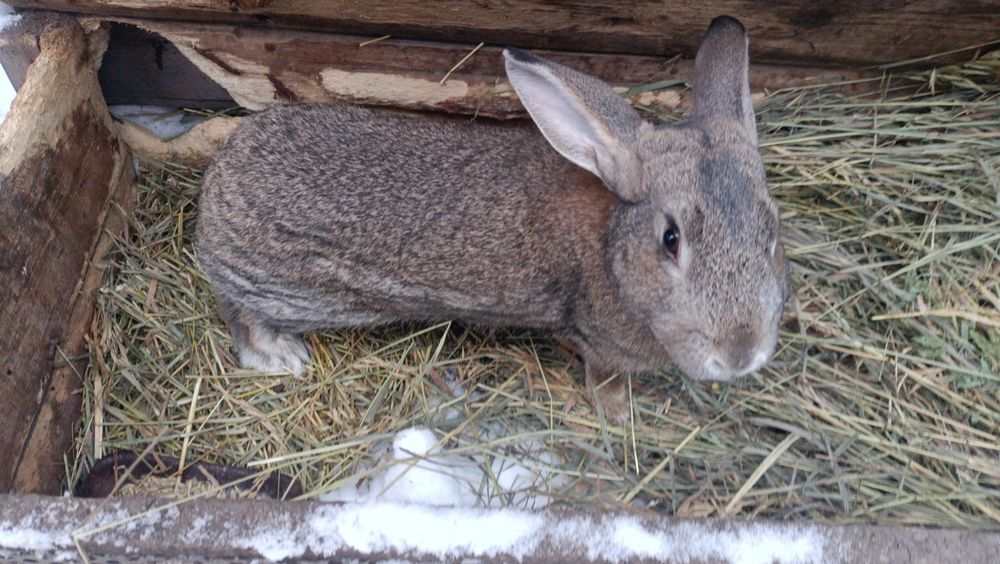 Продам кроликов разных возрастов.