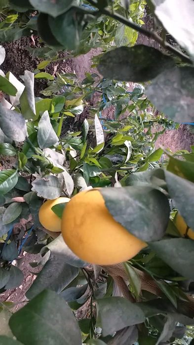 3-4 йиллик Лимон кучатлари сотилади ва лимон етиштириш ургатилади.