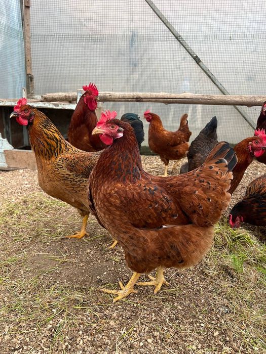 Цыплята корейской породы Ханхяп