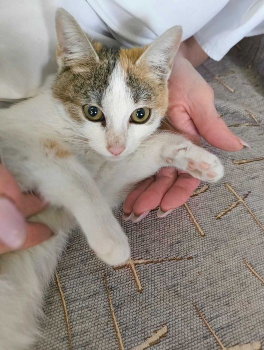 Pui de pisică își caută o familie iubitoare!