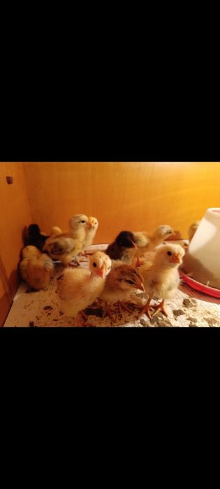 Продаю недельных циплят