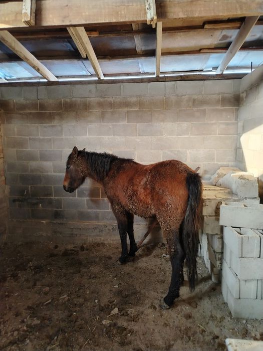 Кунан шыгар полукровка