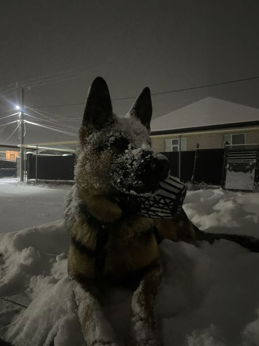 Немецкая овчарка в добрые руки