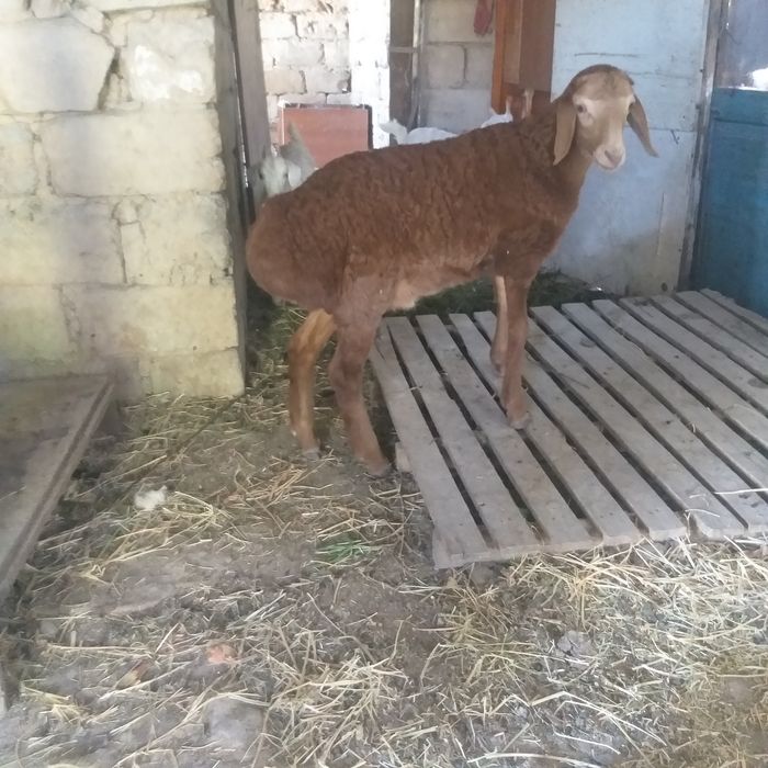 Баран с ягненкам