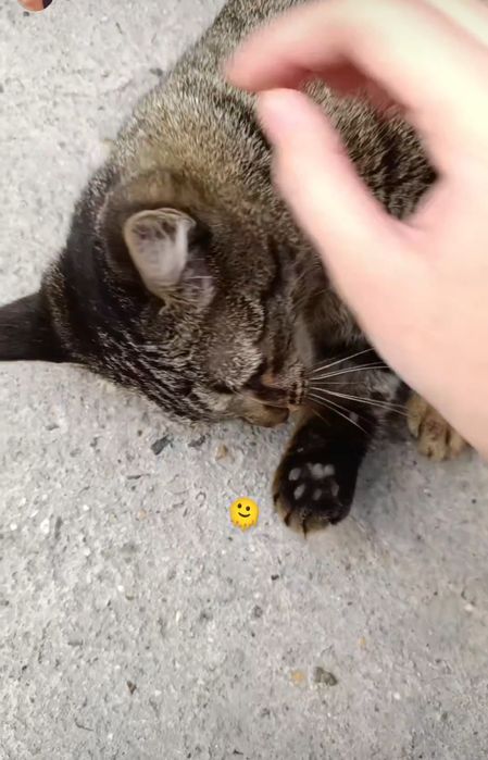 Потерялась кошка