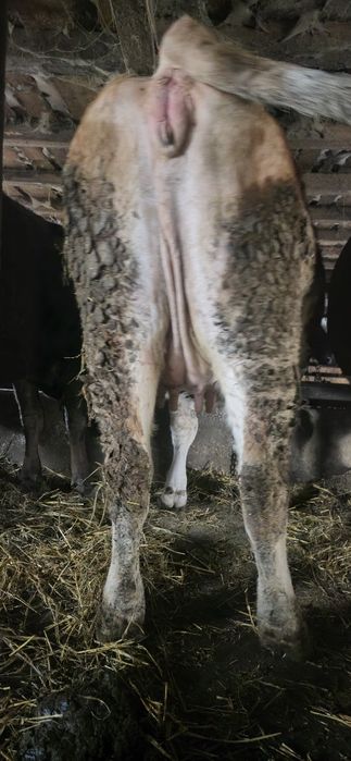 Junici gestante în 9 luni