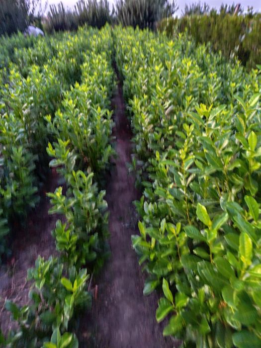 Photinia, leylandi
