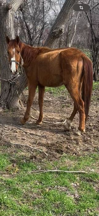 Құнан тай сатылады