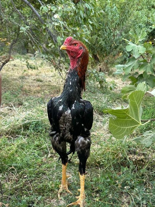 Dakan xoroz sotiladi