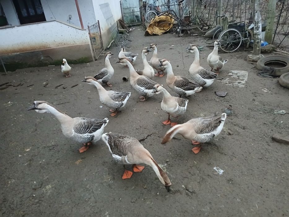 Vând gâște Africane