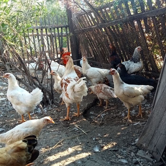 Продам петухов молодых