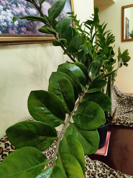 Денежное дерево, замиокулькас