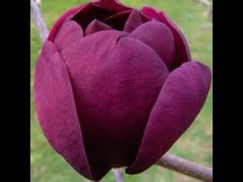 Магнолия “Черно Лале 90-100см