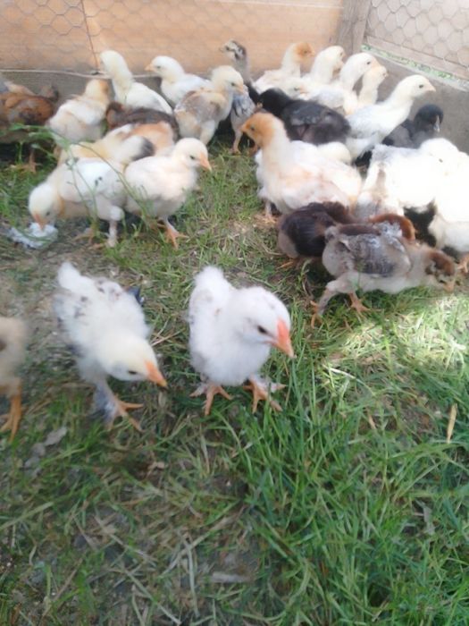 Pui de găină de țară