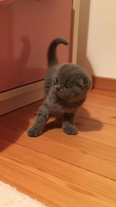 Шотландские котята