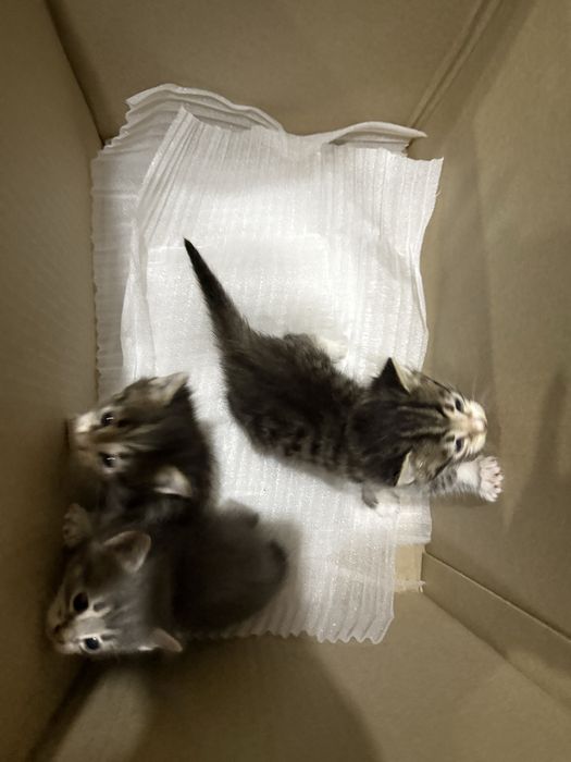Отдам котят в Алматы
