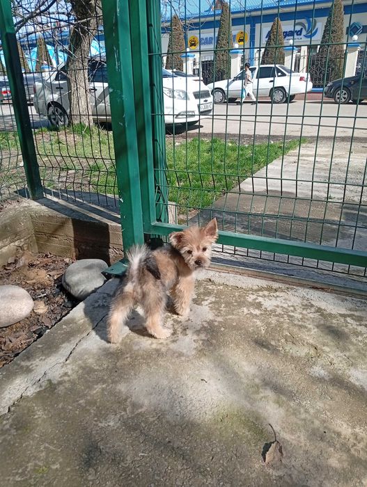 Йоркширский терьер