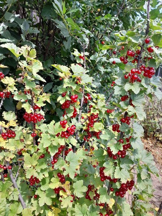 Продам дачу на Ульбастрре