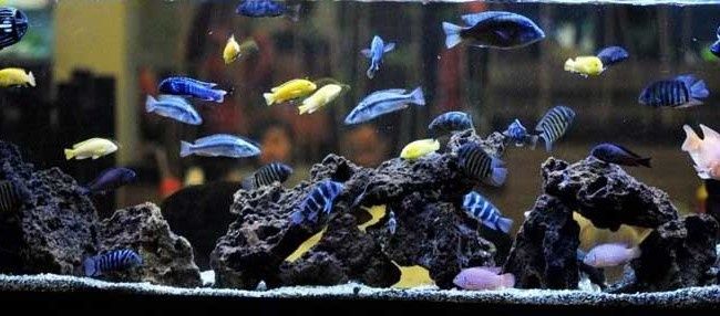 Африка малави цхлит сотилади 35-40 хил турлари бор