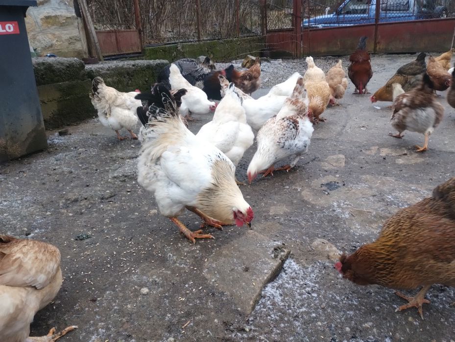 Oua de incubat de la găini tradiționale de casa