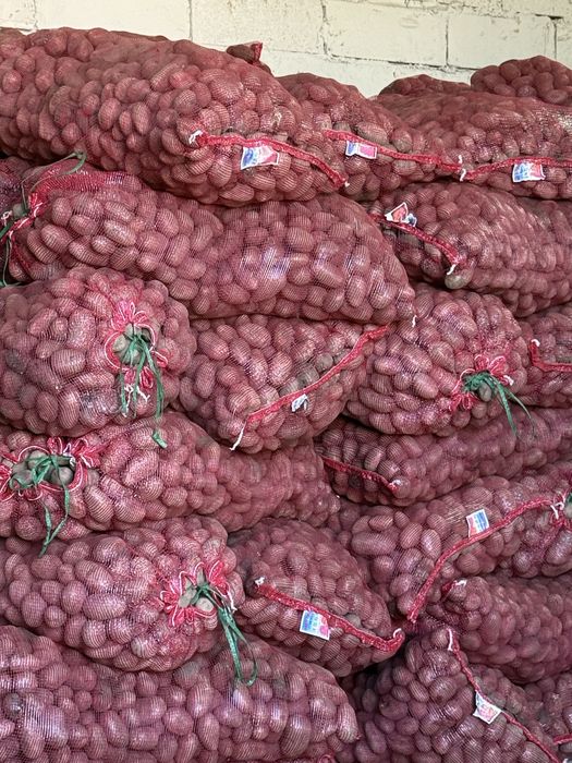 Продаем картофель 65 тенге семена