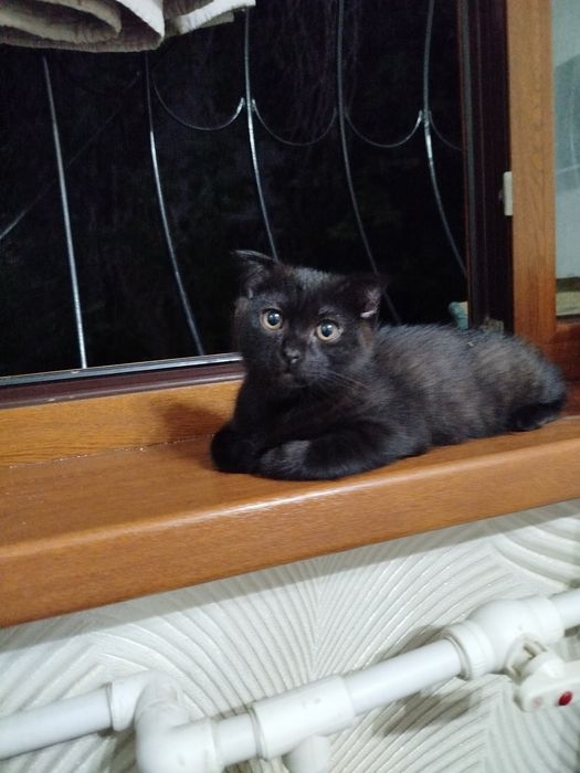 Котик полукровка