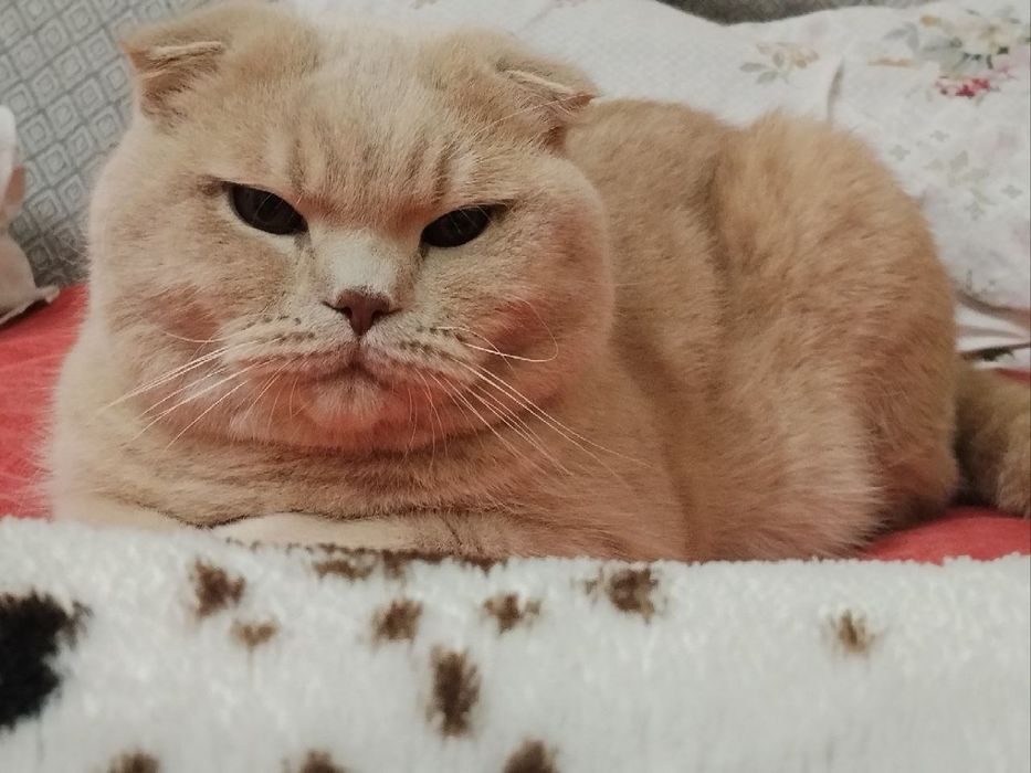 Насл олиш учун,  вязка