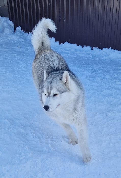 Шикарная девочка от Чемпионов!