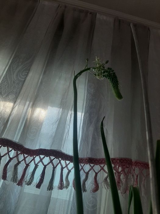 Индийский лук лечебный