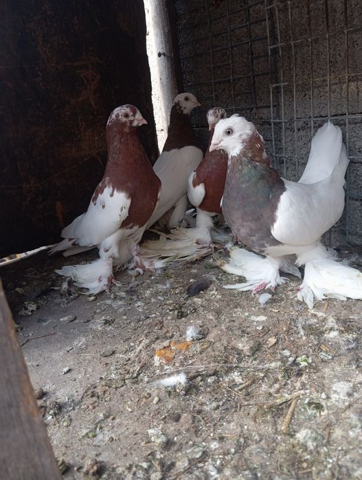 Продам голубей капканов