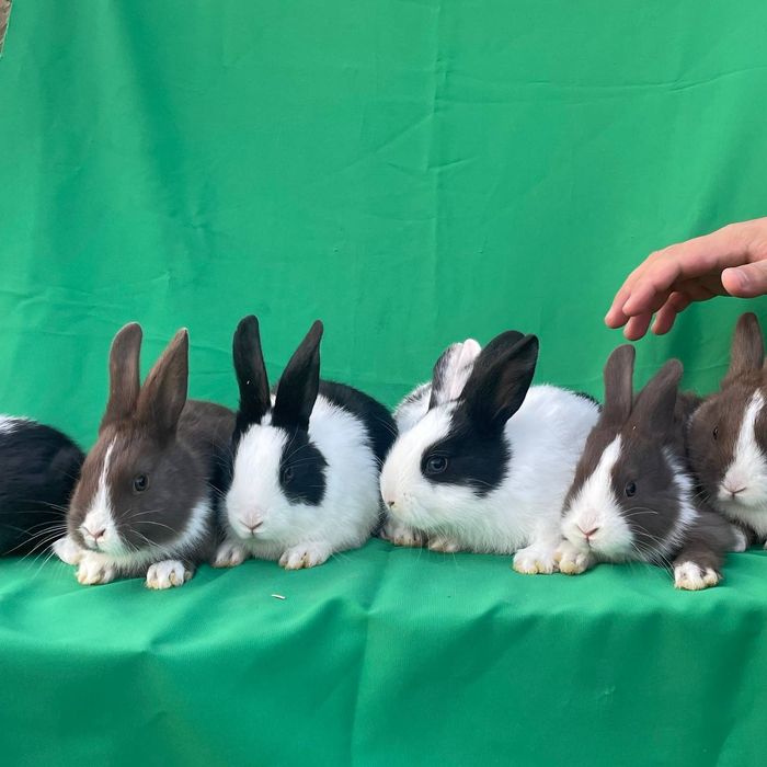 Кролики Голландский Панда Panda zotli Quyonlar