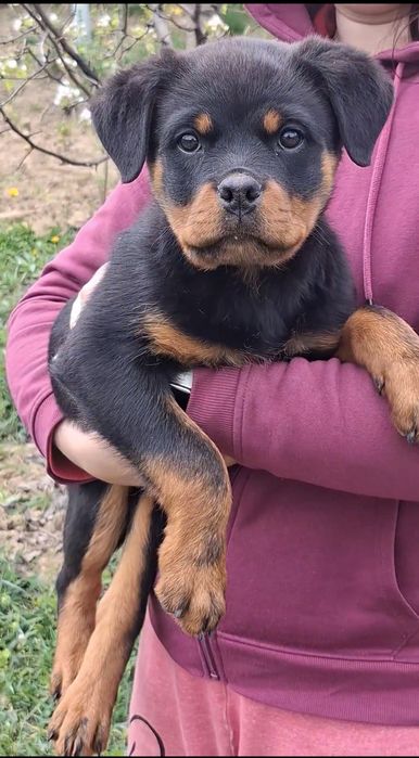 Pui Rottweiler (Femela) cu Pedigree