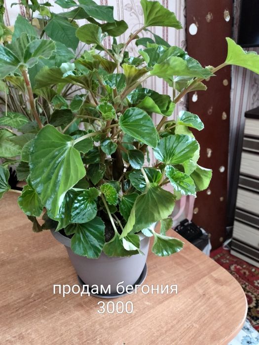 Продам комнатные цветы