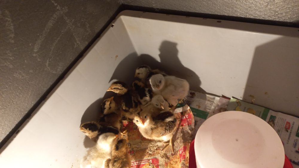 Vand pui araucana si australorp