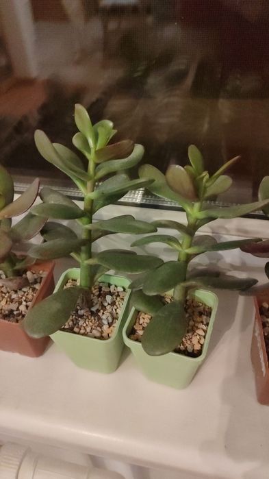 Крассула овата "денежное дерево"