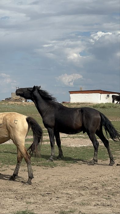 Айғыр сатылады 5 жасар