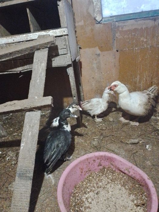 продам срочно курей и уток