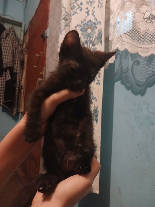 Отдаём котов и двух котят