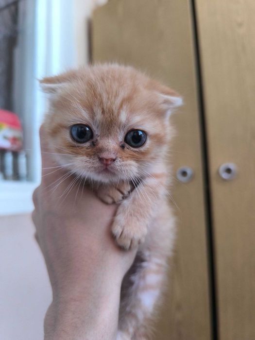 Котята вислоухие  мальчик и девочка