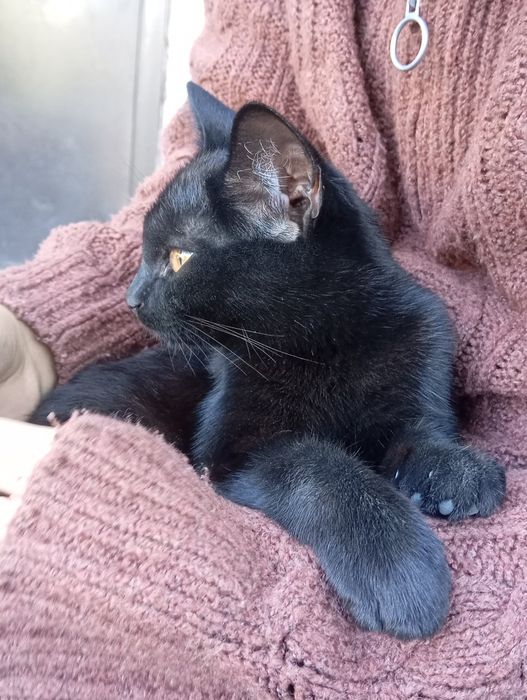 Котёнок ищет дом