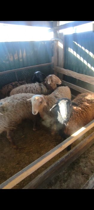 Кой токты сатылады