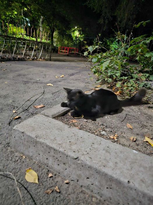 Котенок, милашка, черный